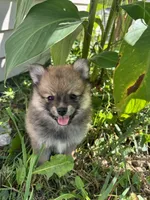 Raina , a female Pomeranian for sale in Indianapolis, IN – 2 of 7