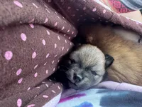 Puppy 3, a female Pomeranian for sale in Indianapolis, IN – 7 of 8