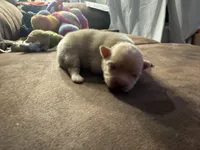 Puppy 2, a female Pomeranian for sale in Indianapolis, IN – 7 of 9