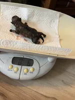 Puppy 3, a female Pomeranian for sale in Indianapolis, IN – 6 of 6