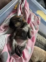 Puppy 3, a female Pomeranian for sale in Indianapolis, IN – 2 of 6