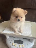 Elly, a female Pomeranian for sale in Indianapolis, IN – 3 of 4