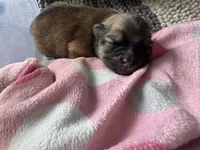 Puppy 1, a male Pomeranian for sale in Indianapolis, IN – 5 of 7