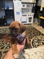 Puppy 2, a female Boxer for sale in Indianapolis, IN – 1 of 1