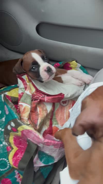 Joe, a male Boxer for sale in Indianapolis, IN – 2 of 2