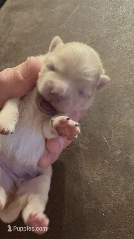 Puppy 2 – Pomeranian puppy for sale in Indianapolis, IN