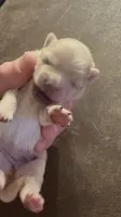 Puppy 2, a female Pomeranian for sale in Indianapolis, IN – 1 of 9