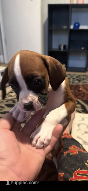 Joe – Boxer puppy for sale in Indianapolis, IN