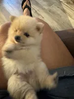 Elly, a female Pomeranian for sale in Indianapolis, IN – 2 of 4