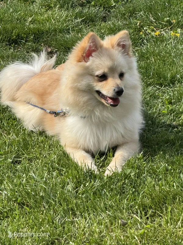 Winter  – Pomeranian puppy for sale in Indianapolis, IN