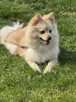 Winter , a male Pomeranian for sale in Indianapolis, IN – 1 of 3