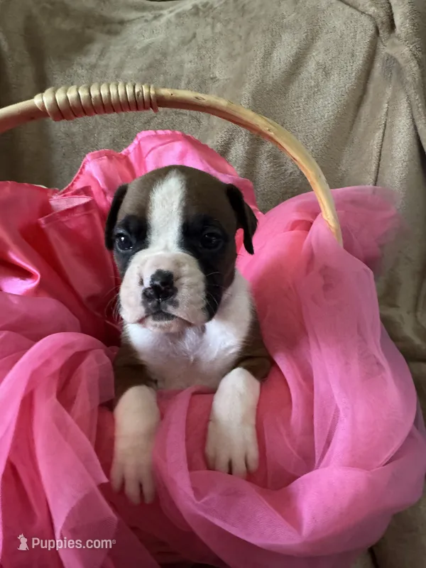 Neveah  – Boxer puppy for sale in Indianapolis, IN