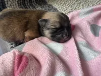 Puppy 1, a male Pomeranian for sale in Indianapolis, IN – 7 of 7