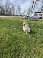 Winter , a male Pomeranian for sale in Indianapolis, IN – 3 of 3