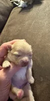 Puppy 2, a female Pomeranian for sale in Indianapolis, IN – 3 of 9