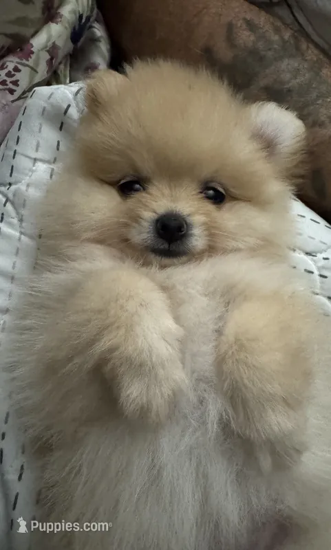 Elly – Pomeranian puppy for sale in Indianapolis, IN