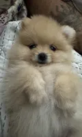 Elly, a female Pomeranian for sale in Indianapolis, IN – 1 of 4