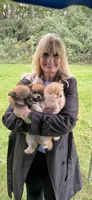 Elly, a female Pomeranian for sale in Indianapolis, IN – 4 of 4