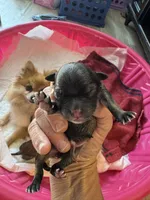 Puppy 3, a female Pomeranian for sale in Indianapolis, IN – 5 of 6