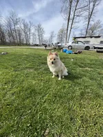 Winter , a male Pomeranian for sale in Indianapolis, IN – 2 of 3