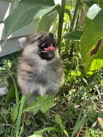 Raina , a female Pomeranian for sale in Indianapolis, IN – 4 of 7