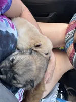 Puppy 3, a female Pomeranian for sale in Indianapolis, IN – 8 of 8