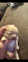 Puppy 2, a female Pomeranian for sale in Indianapolis, IN – 9 of 9