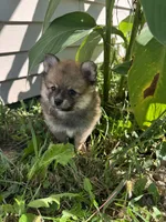 Raina , a female Pomeranian for sale in Indianapolis, IN – 3 of 7