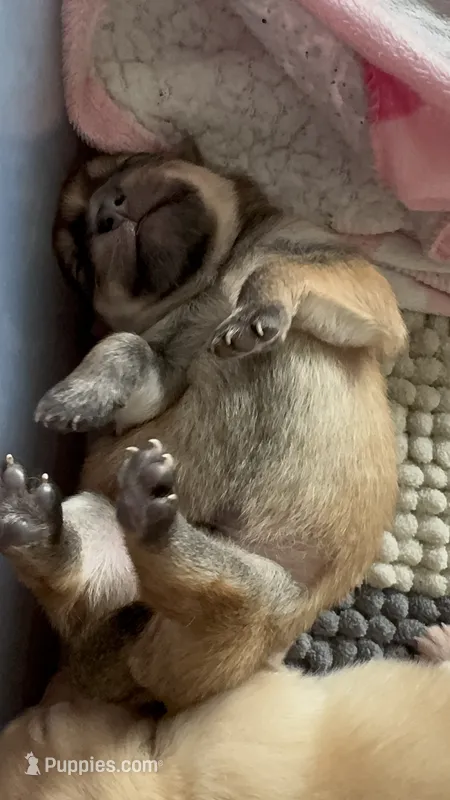 Puppy 1 – Pomeranian puppy for sale in Indianapolis, IN