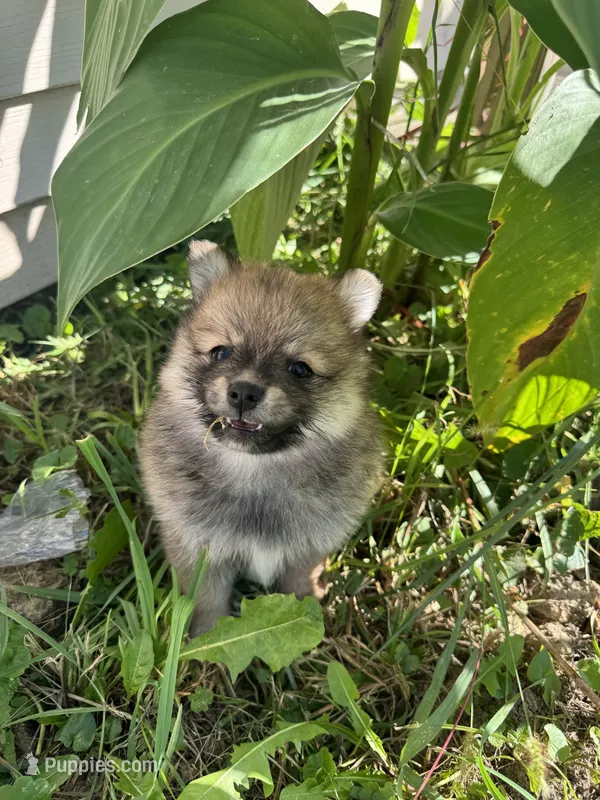 Raina  – Pomeranian puppy for sale in Indianapolis, IN