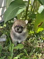 Raina , a female Pomeranian for sale in Indianapolis, IN – 1 of 7