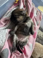 Puppy 3, a female Pomeranian for sale in Indianapolis, IN – 3 of 6