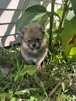 Raina , a female Pomeranian for sale in Indianapolis, IN – 7 of 7