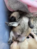 Puppy 1, a male Pomeranian for sale in Indianapolis, IN – 4 of 7
