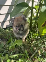 Raina , a female Pomeranian for sale in Indianapolis, IN – 5 of 7