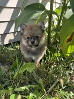 Raina , a female Pomeranian for sale in Indianapolis, IN – 6 of 7