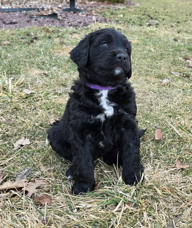 Iris – Golden Mountain Dog puppy for sale in Fort Wayne, IN