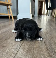 Marigold, a female Golden Mountain Dog for sale in Fort Wayne, IN – Photo 1 of 3
