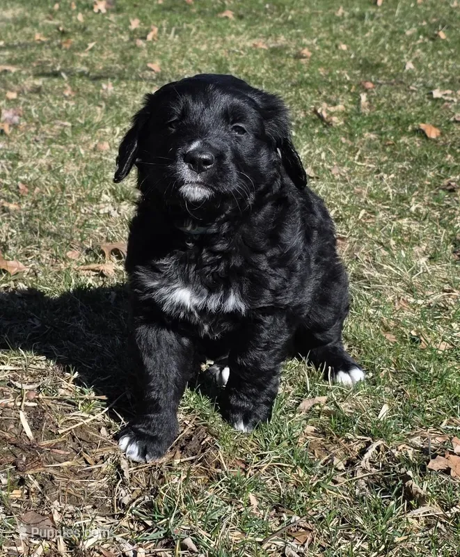 Marigold – Golden Mountain Dog puppy for sale in Fort Wayne, IN
