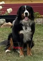 Rocko, a male Golden Mountain Dog for sale in Fort Wayne, IN – Photo 3 of 3