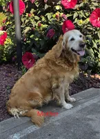 Daisy, a female Golden Mountain Dog for sale in Fort Wayne, IN – Photo 2 of 3