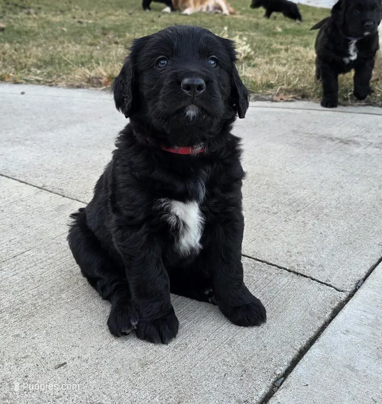 Daisy – Golden Mountain Dog puppy for sale in Fort Wayne, IN