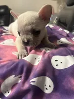 Wynter, a female French Bulldog for sale in Leesburg, GA – 4 of 4