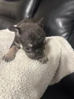 mozart , a male French Bulldog for sale in Leesburg, GA – 2 of 6