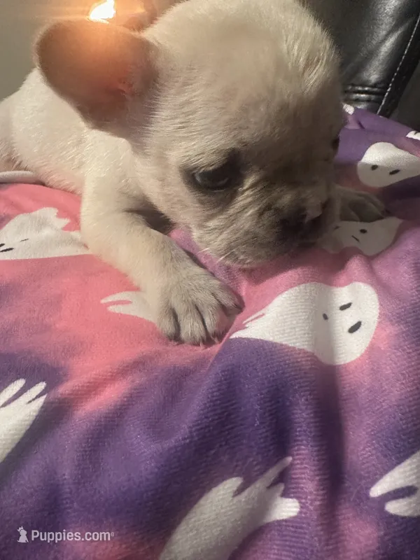 Wynter – French Bulldog puppy for sale in Leesburg, GA