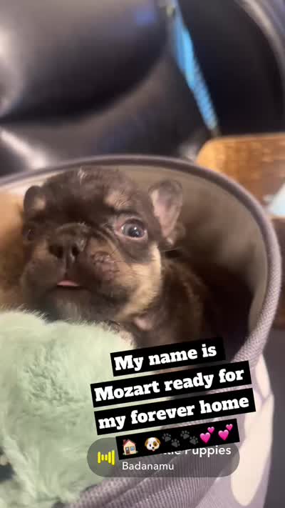 mozart , a male French Bulldog for sale in Leesburg, GA – 5 of 6
