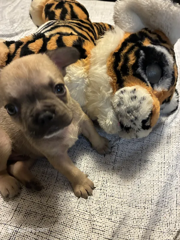 Leonidas  – French Bulldog puppy for sale in Leesburg, GA