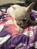 Wynter, a female French Bulldog for sale in Leesburg, GA – 2 of 4