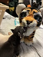 mozart , a male French Bulldog for sale in Leesburg, GA – 4 of 6