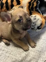 Leonidas , a male French Bulldog for sale in Leesburg, GA – 2 of 4